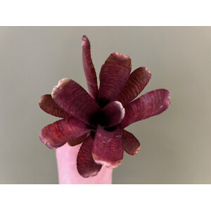 Neoregelia ampullacea red striped