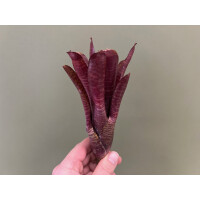 Neoregelia ampullacea red striped