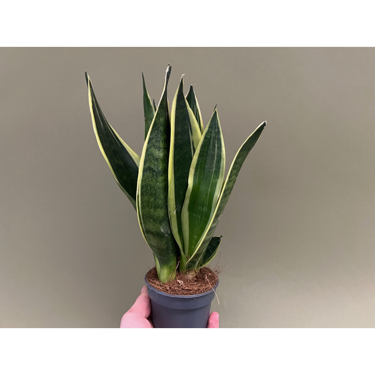 Sansevieria für Geckoterrarium box