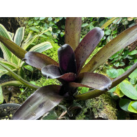 Neoregelia Purple Pointed
