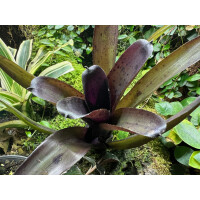 Neoregelia Purple Pointed