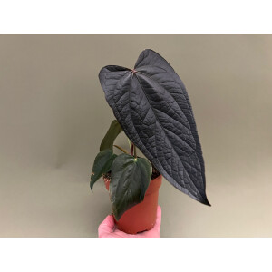Anthurium Queen of Hearts