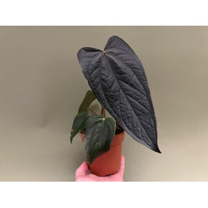 Anthurium Queen of Hearts