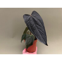 Anthurium Queen of Hearts