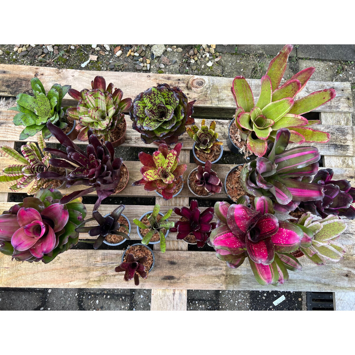 Ben´s Jungle Bromelien Jewel Colle box