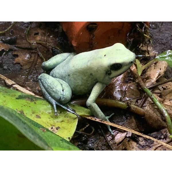 Phyllobates terribilis mint Zuchtpärchen