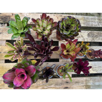 Ben´s Jungle Bromelien Jewel Collection L