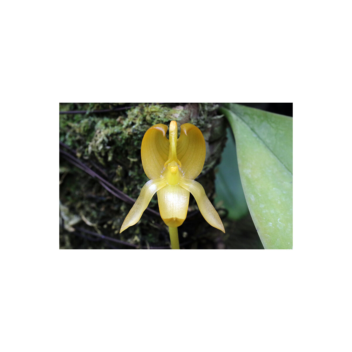 Bulbophyllum tollenoniferum box