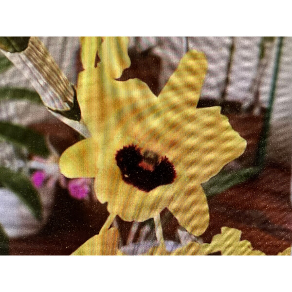 Dendrobium pulchellum x Dendrobium chrysotoxum