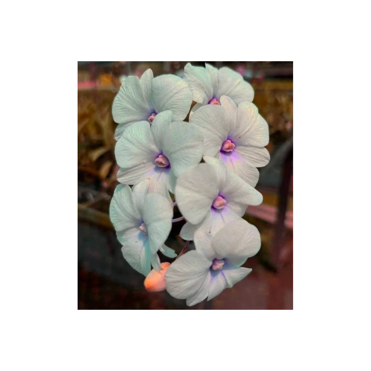 Dendrobium big lips white box