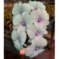 Dendrobium big lips white