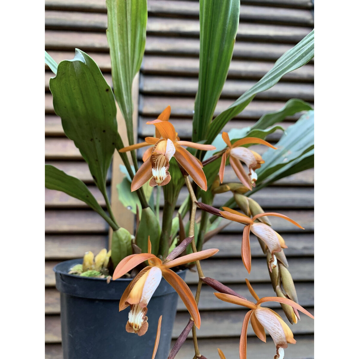 Coelogyne odoardi box