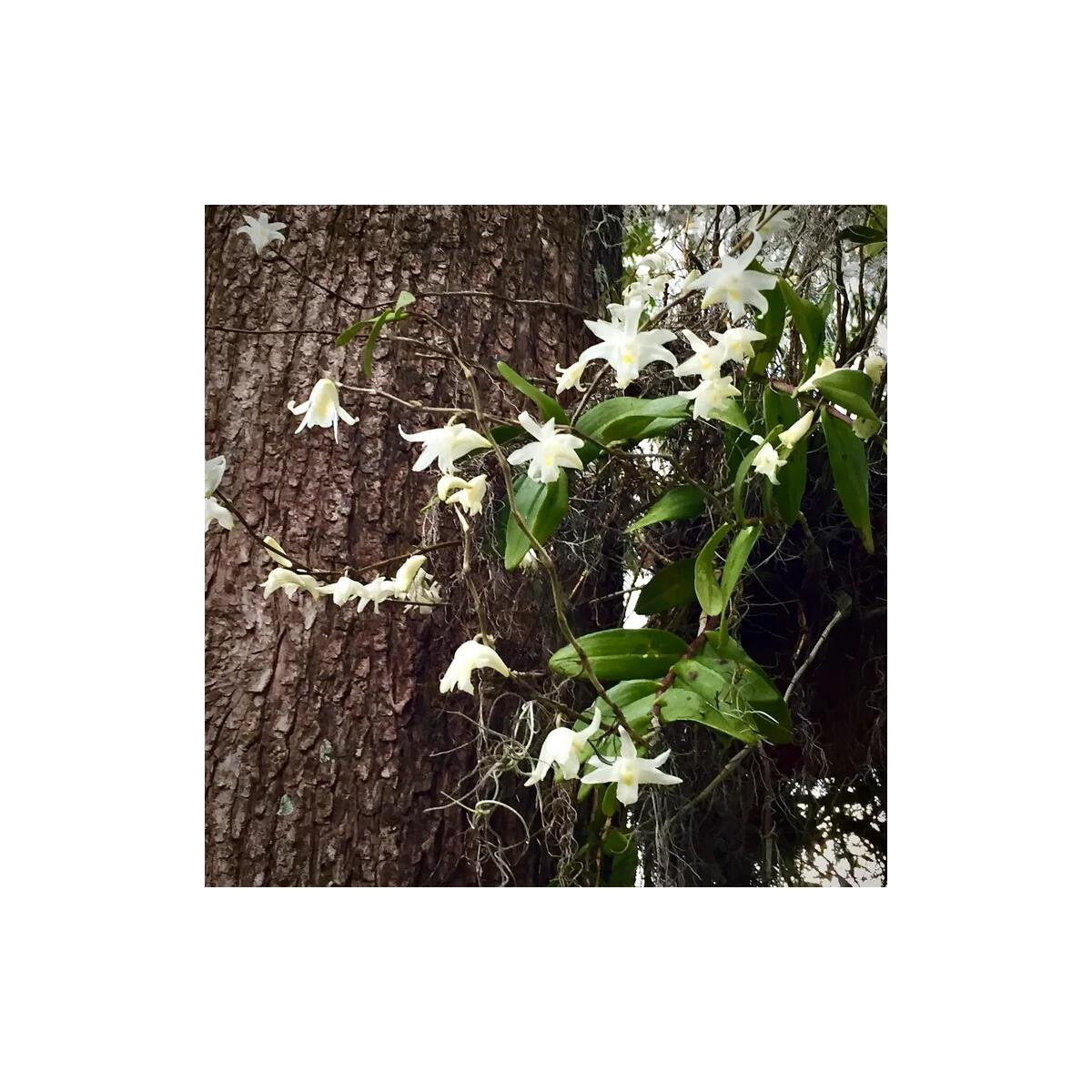 Dendrobium crumenatum box