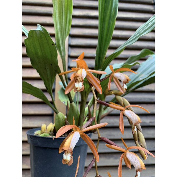 Coelogyne odoardi