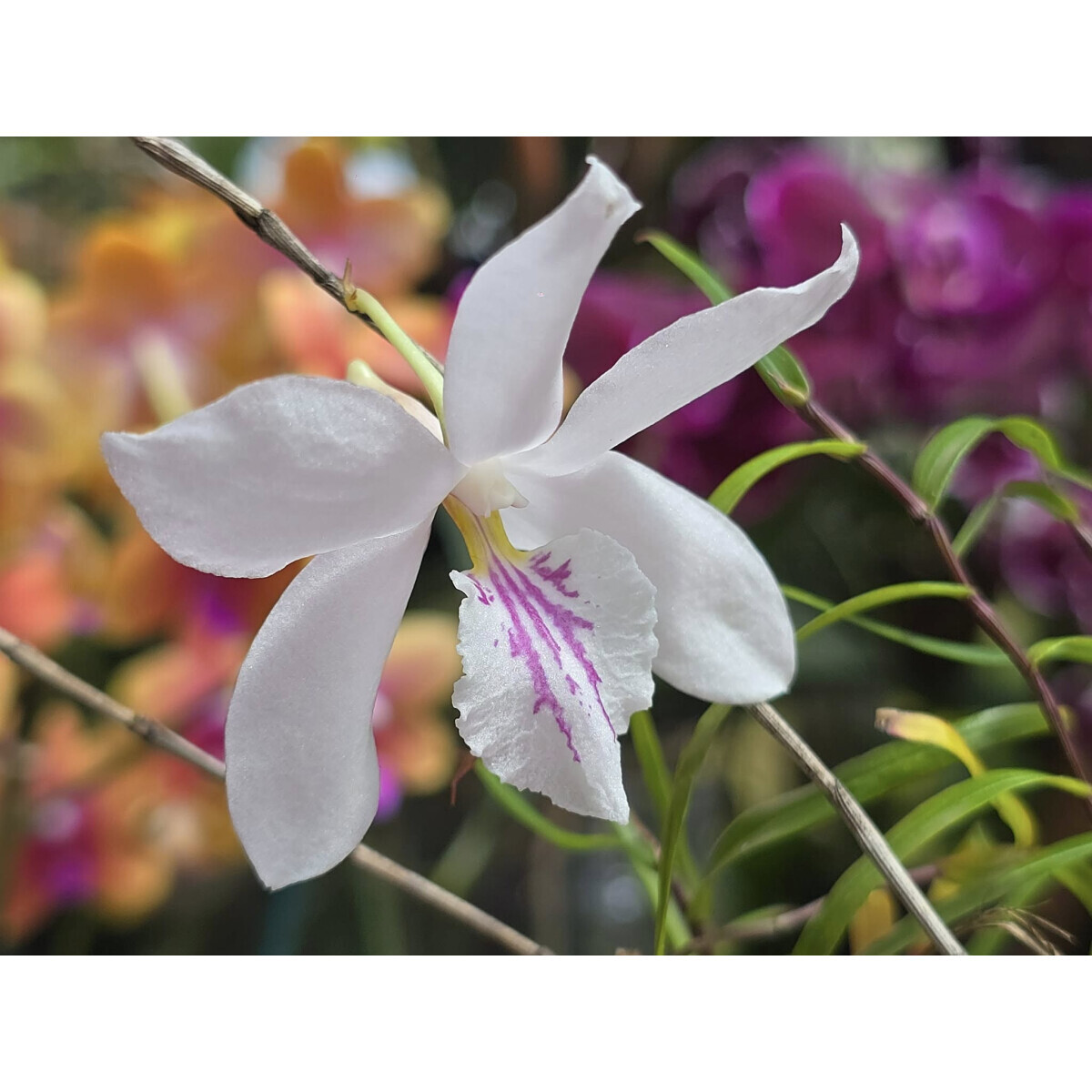 Dendrobium papilio box