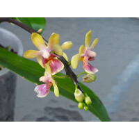 Phalaenopsis deliciosa var hookeriana