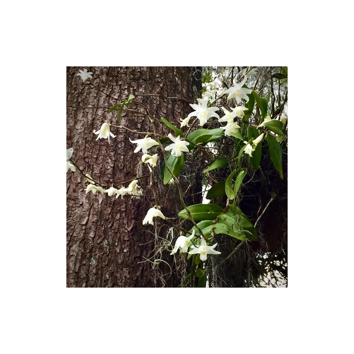 Dendrobium crumenatum