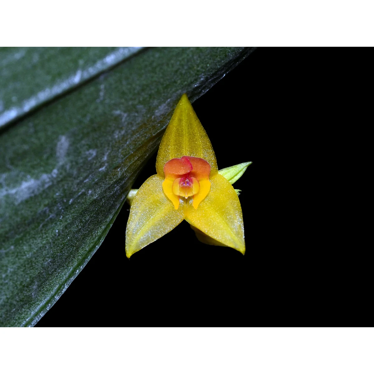 Lepanthes elata