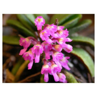 Schoenorchis tixieri