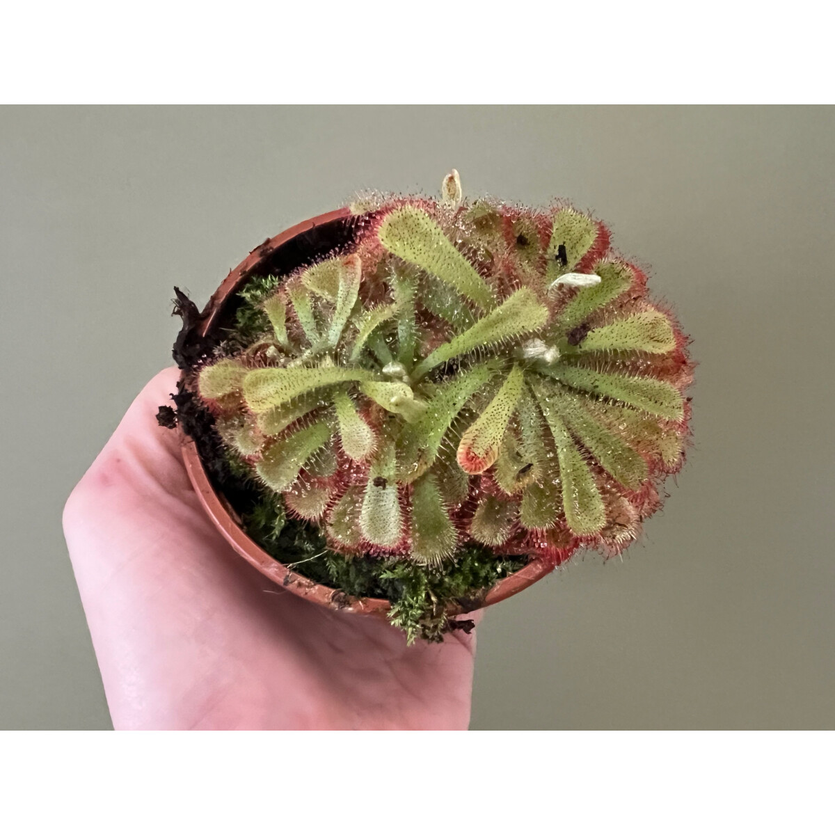 Drosera aliciae