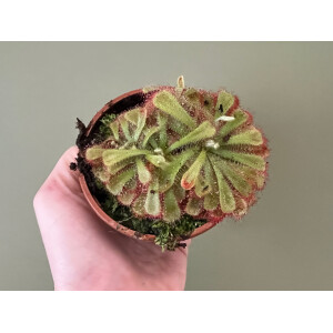 Drosera aliciae