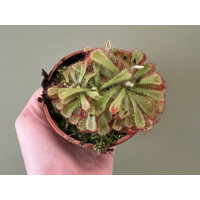 Drosera aliciae