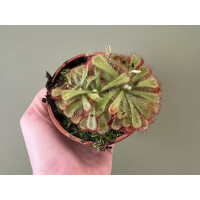 Drosera aliciae