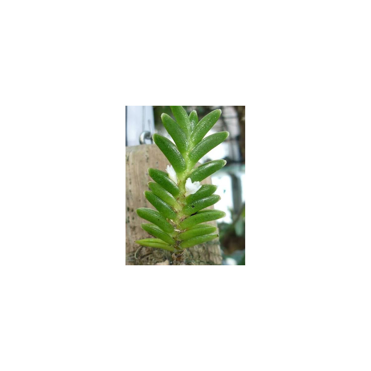 Microsaccus wenzelii box