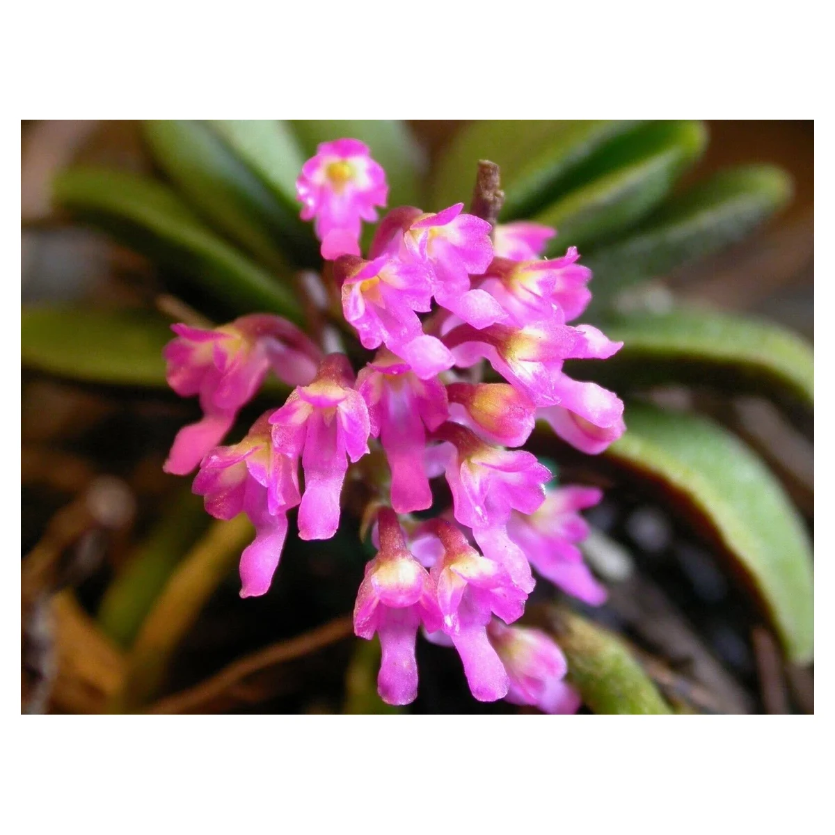 Schoenorchis tixieri box