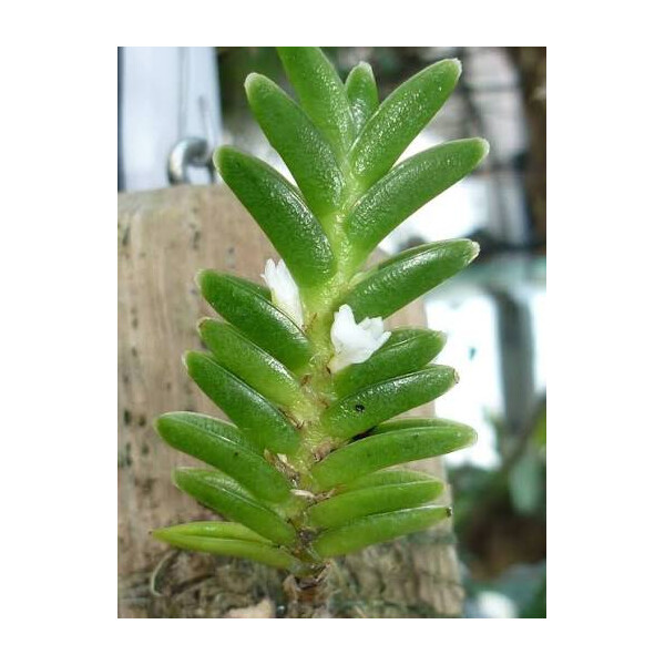 Microsaccus wenzelii