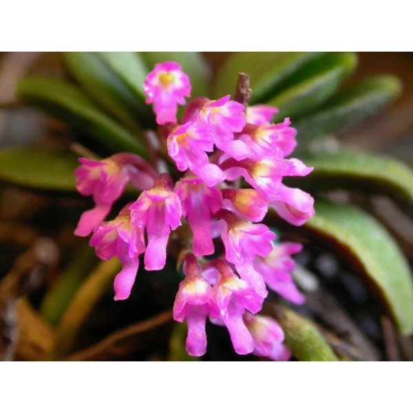 Schoenorchis tixieri