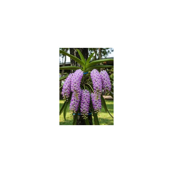 Rhynchostylis retusa