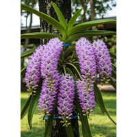 Rhynchostylis retusa