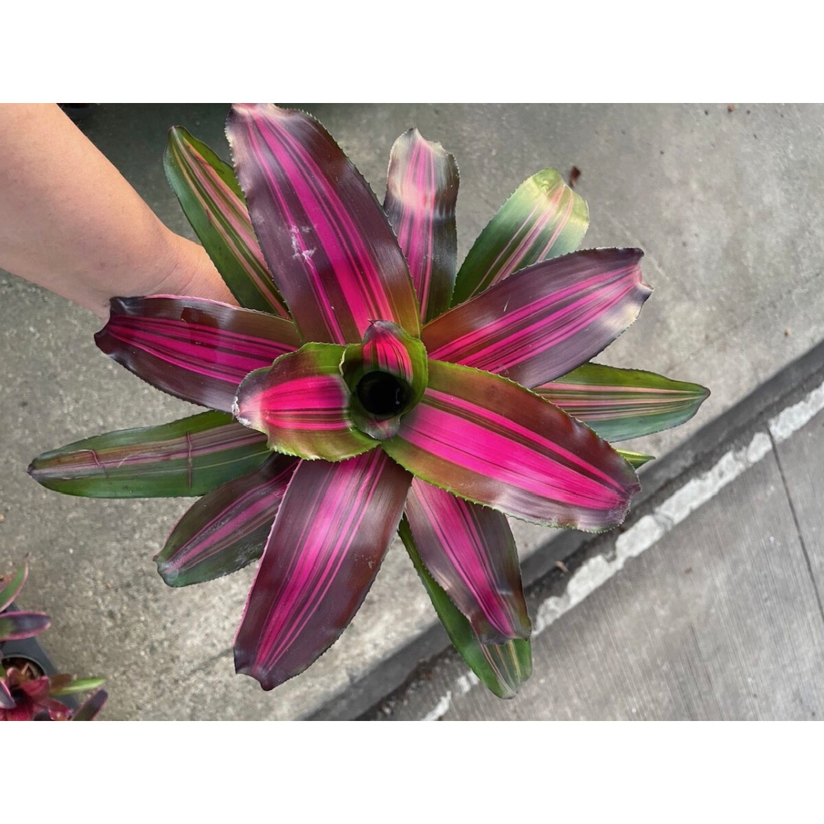 Neoregelia Pink Delight