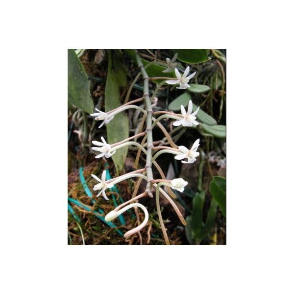 Aerangis macrocentra