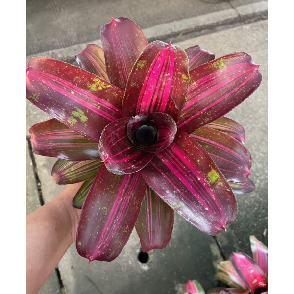 Neoregelia Princess