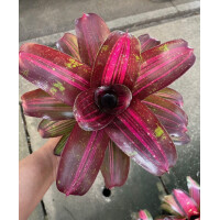 Neoregelia Princess