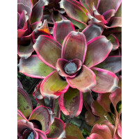 Neoregelia Pink Green