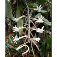 Aerangis macrocentra