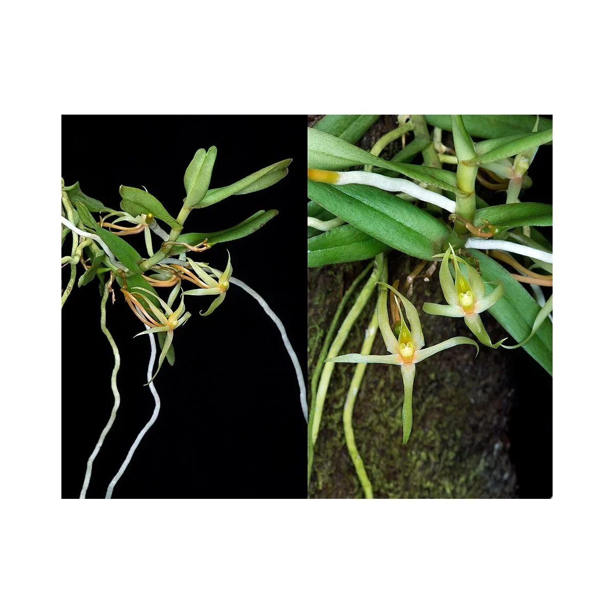Angraecum moandense box
