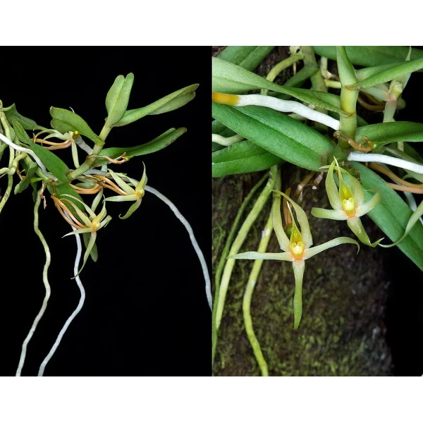 Angraecum moandense