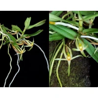 Angraecum moandense