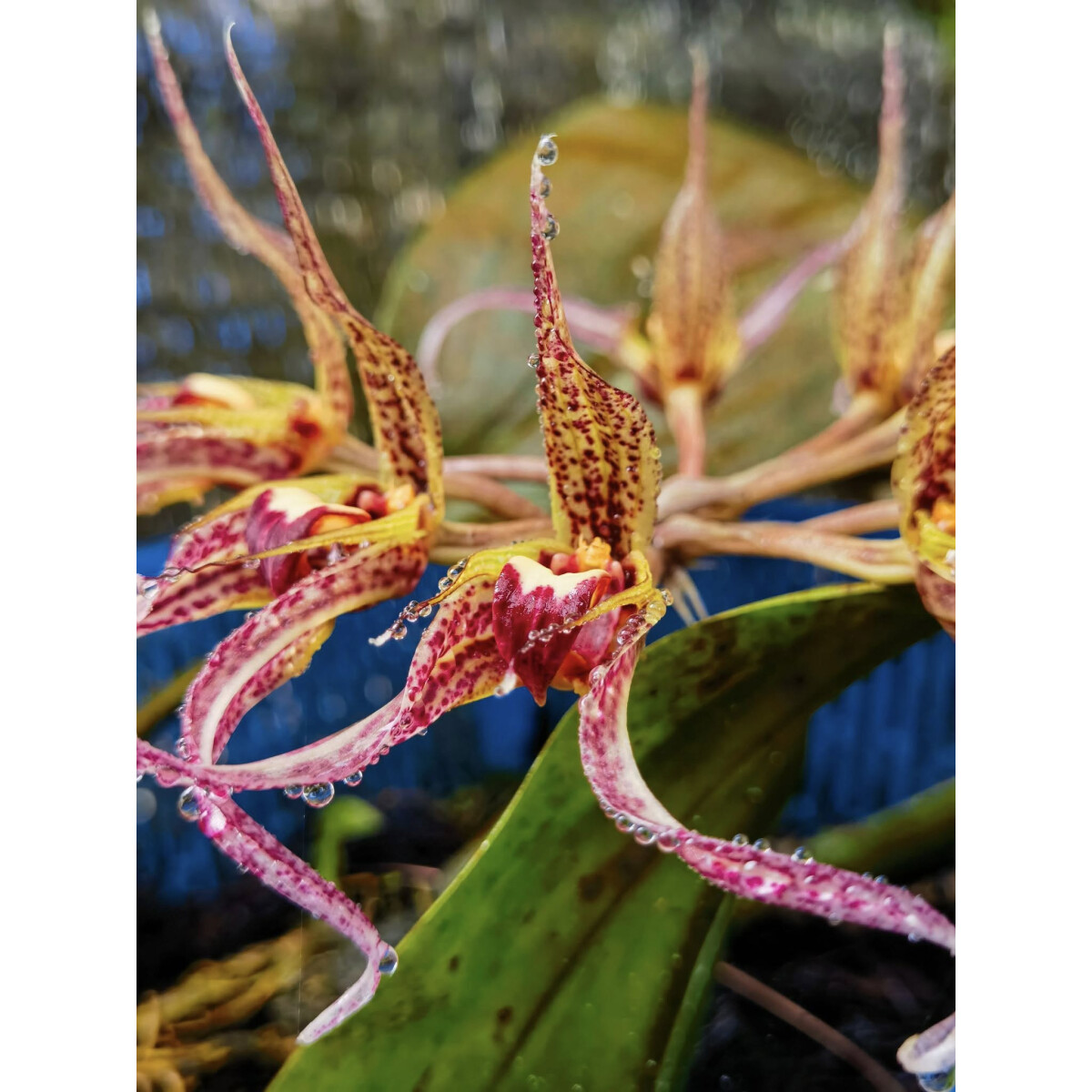 Bulbophyllum ericssoni box