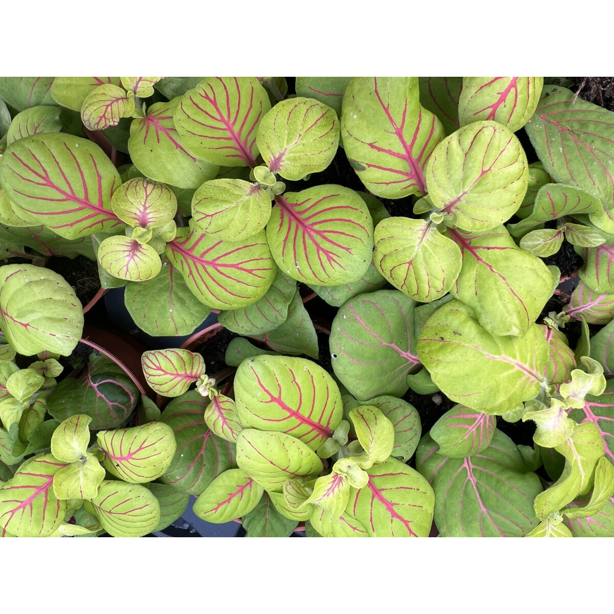 Fittonia Bubble Green box