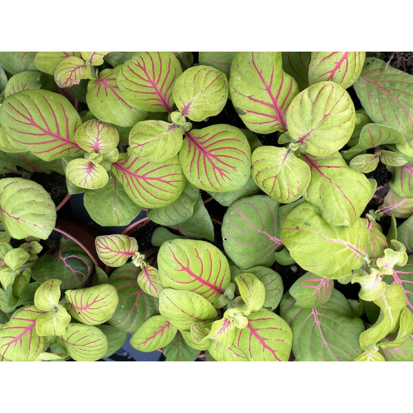 Fittonia Bubble Green