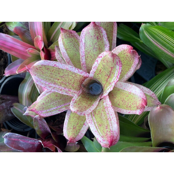 Neoregelia Pink Crown