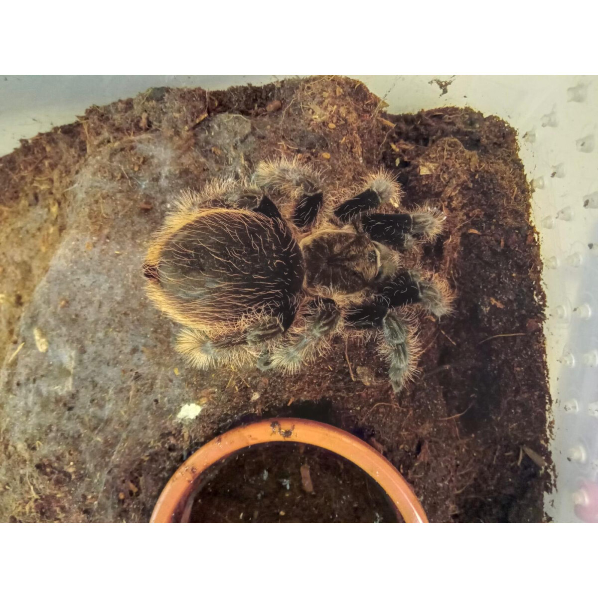 Tliltocatl albopilosus Kraushaar-Vogelsp box