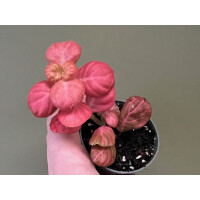 Fittonia Pink Bubble