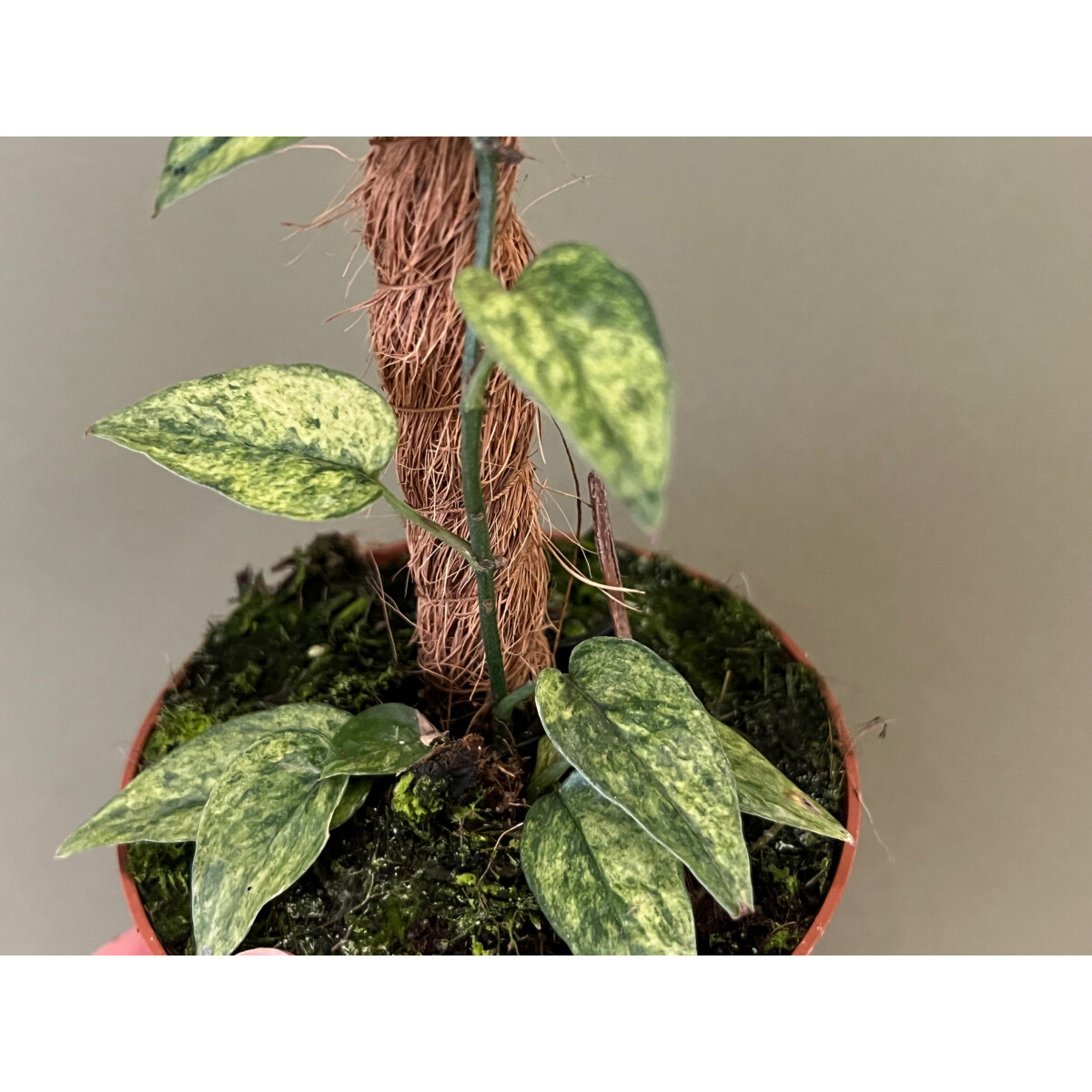 Epipremnum pinnatum yellow minrt Ableger