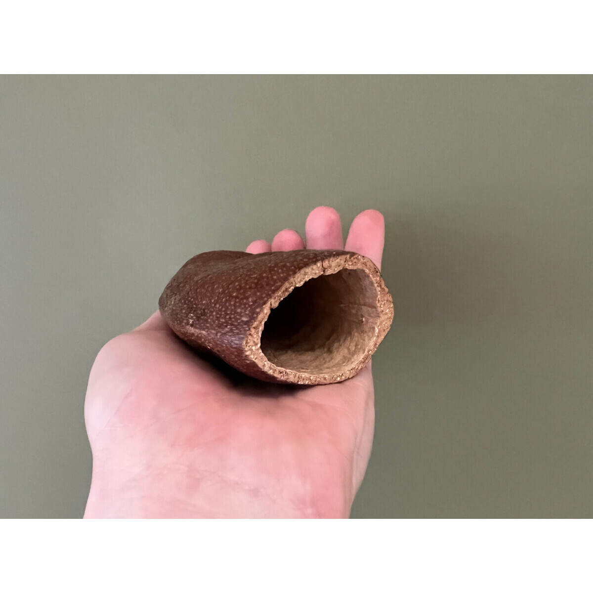 Dschungel‑Schote